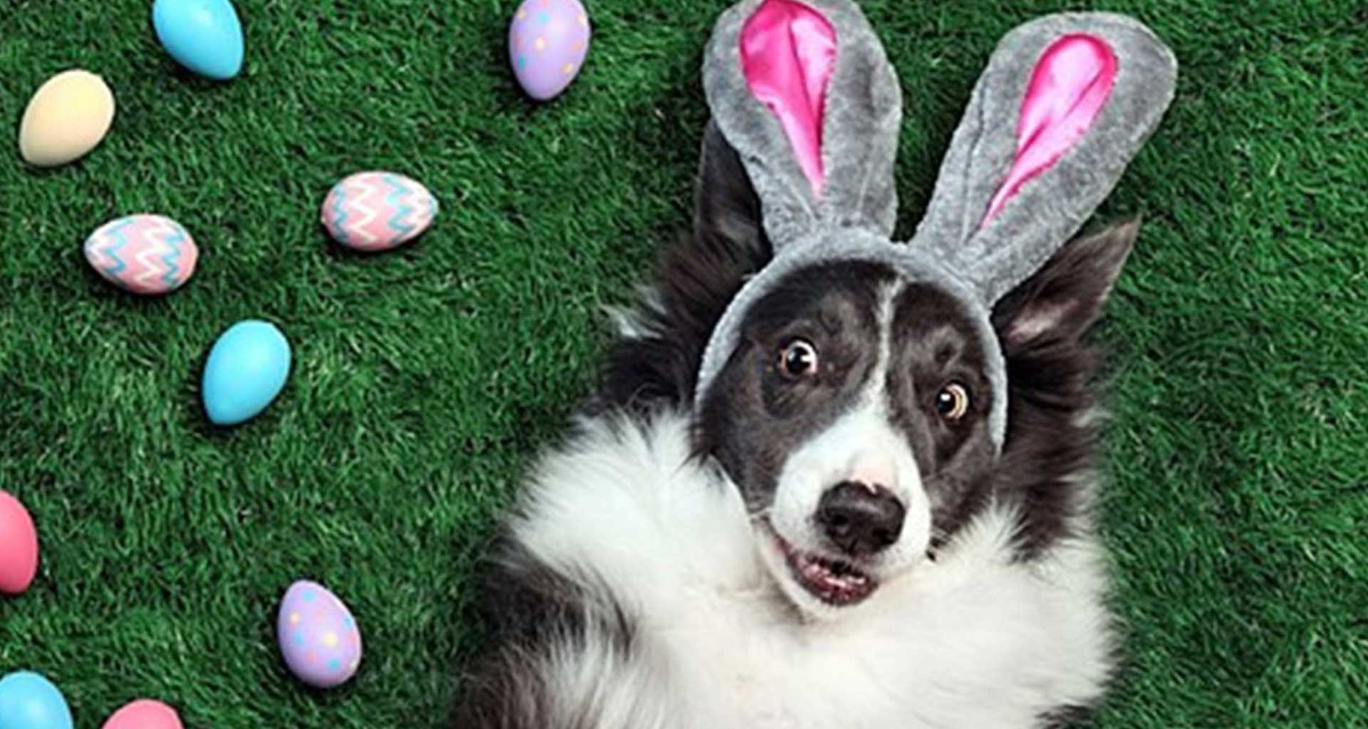Brush up on Easter pet dangers