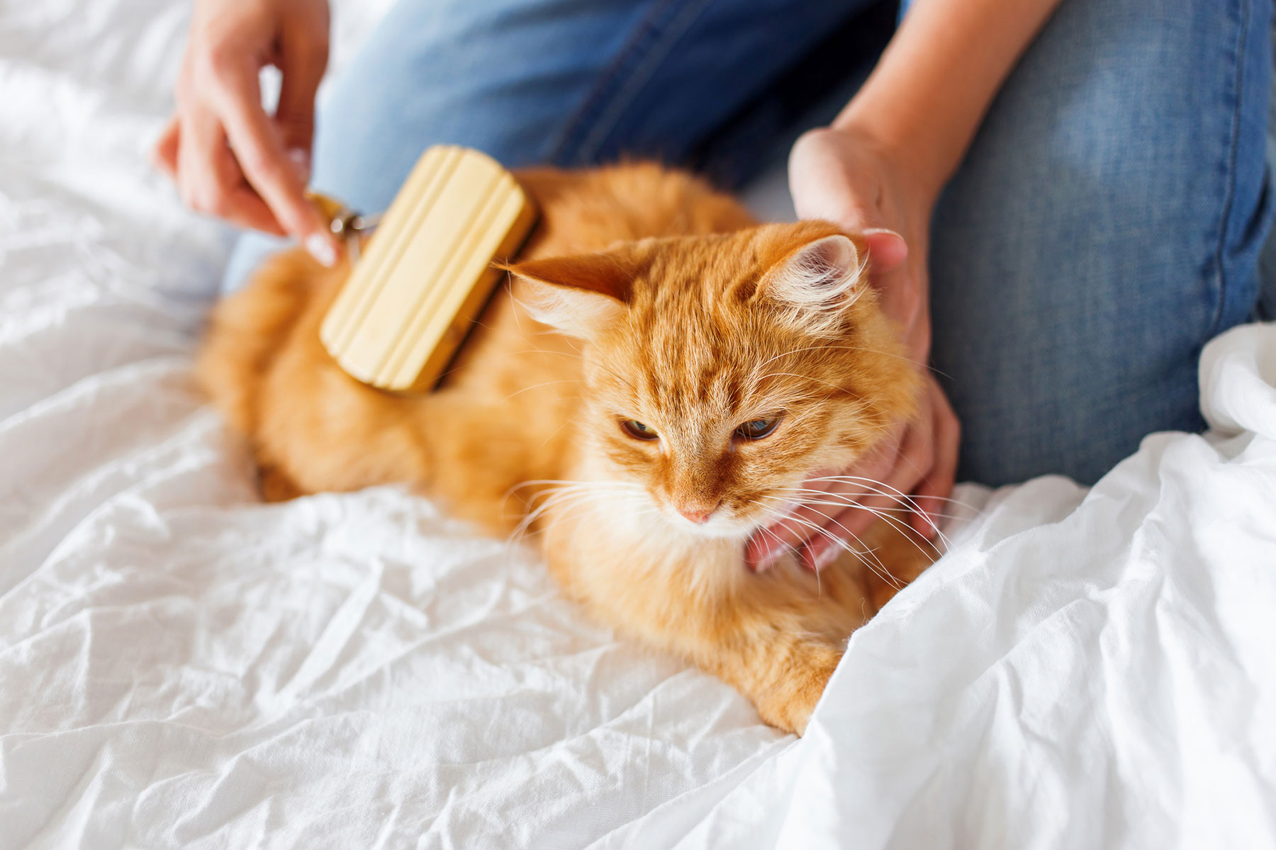 Cat Grooming/Dematting